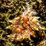Amphorina pallidus