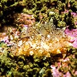 Amphorina pallidus