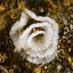 Eubranchus pallidus