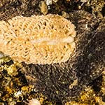 Aeolidia papillosa