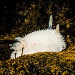 Acanthodoris pilosa 03