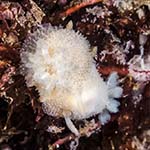 Acanthodoris pilosa 09