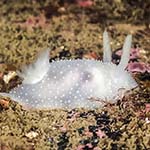 Acanthodoris pilosa 13