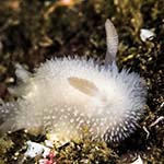 Acanthodoris pilosa 15