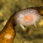 Acanthodoris pilosa