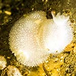 Acanthodoris pilosa