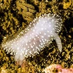 Acanthodoris pilosa