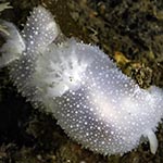 Acanthodoris pilosa