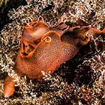 Aplysia punctata