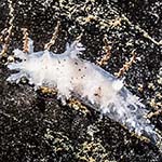 Dendronotus frondosus