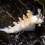 Dendronotus frondosus