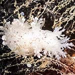 Dendronotus frondosus