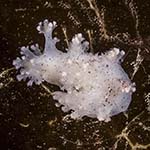 Dendronotus frondosus