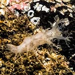 Dendronotus frondosus