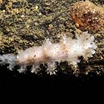 Dendronotus frondosus