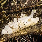 Dendronotus frondosus