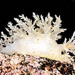 Dendronotus frondosus