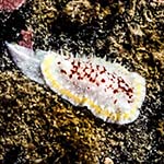Diaphoradoris luteocincta