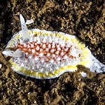 Diaphorodoris luteocincta