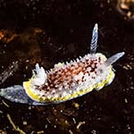 Diaphorodoris luteocincta