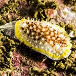 Diaphorodoris luteocincta