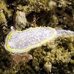 Diaphorodoris luteocincta