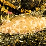 Doris pseudoargus