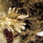 Eubranchus exiguus