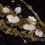 Eubranchus exiguus