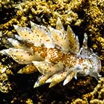 Eubranchus pallidus