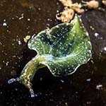Elysia viridis