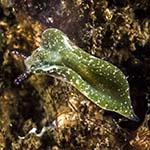 Elysia viridis