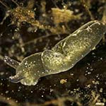 Elysia viridis