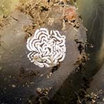 Coryphella browni