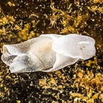 Laona pruinosa