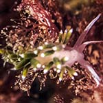 Coryphella gracilis