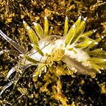 Coryphella gracilis