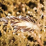 Coryphella gracilis
