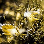 Coryphella gracilis