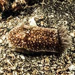 Onchidoris bilamellata