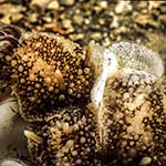 Onchidoris bilamellata