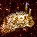 Onchidoris bilamellata