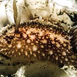 Onchidoris bilamellata