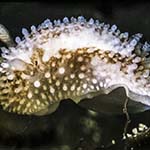 Onchidoris bilamellata