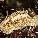 Onchidoris bilamellata