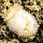 Onchidoris bilamellata