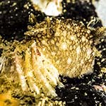 Onchidoris bilamellata