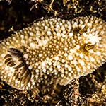 Onchidoris bilamellata