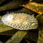 Onchidoris muricata