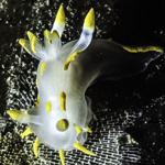 Polycera capitata